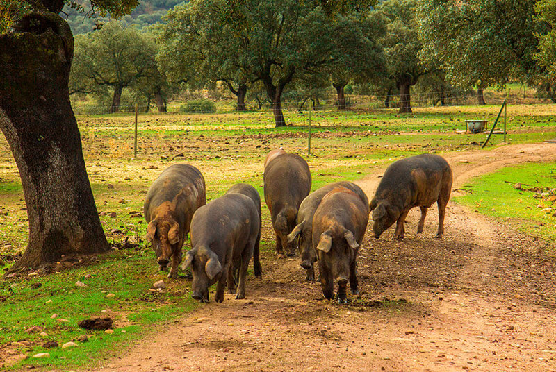 cerdo iberico