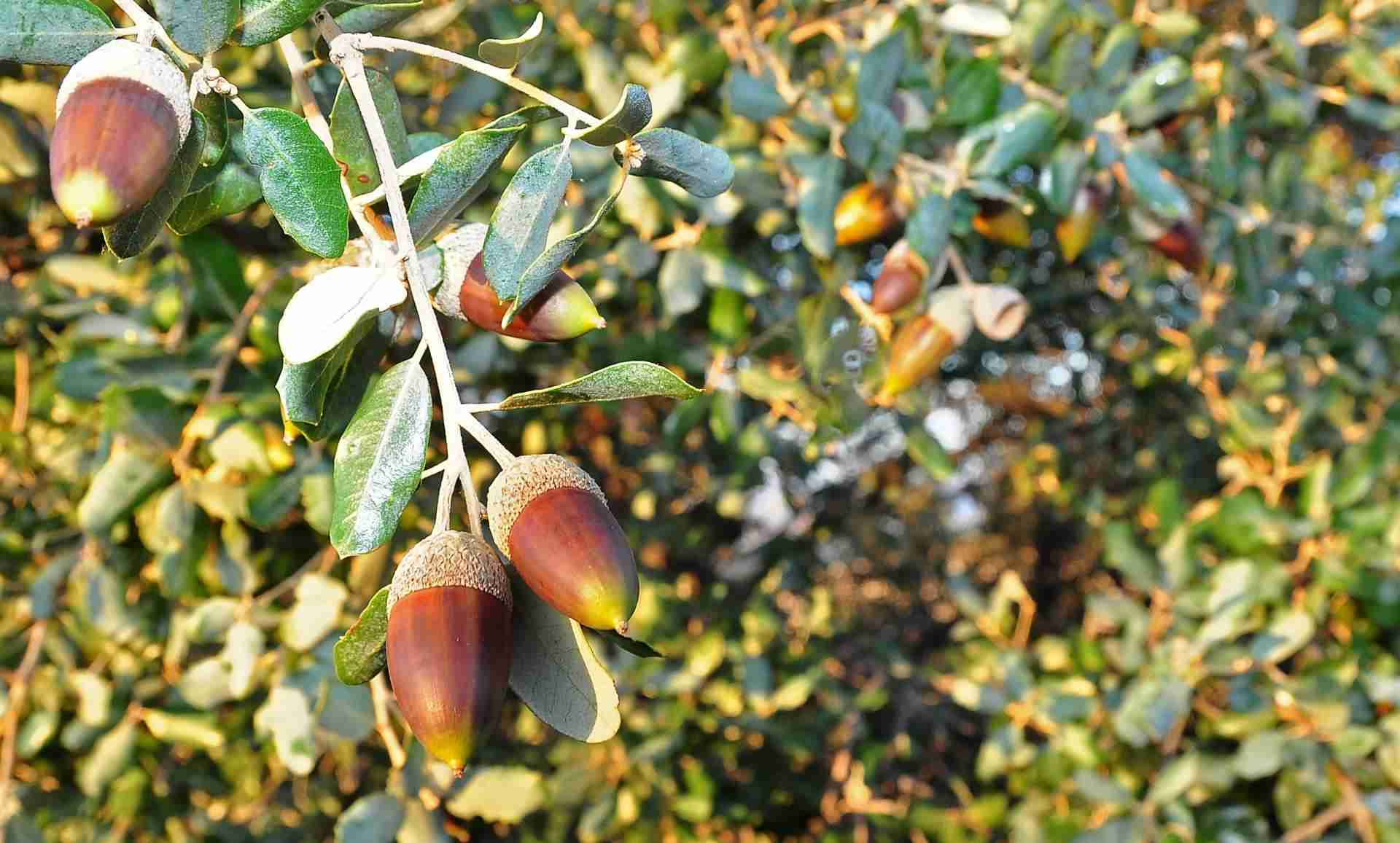 BELLOTAS